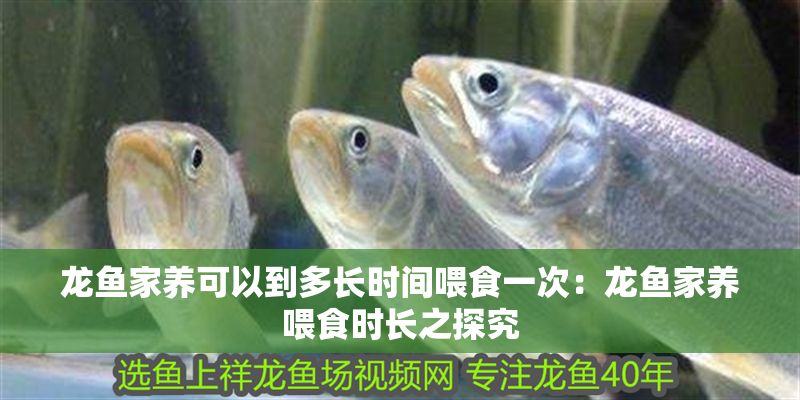 龍魚家養可以到多長時間喂食一次：龍魚家養喂食時長之探究