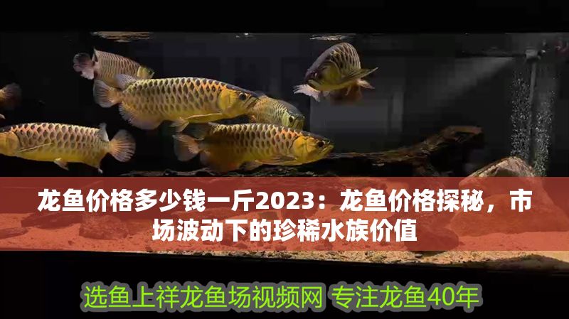 龍魚價(jià)格多少錢一斤2023：龍魚價(jià)格探秘，市場波動(dòng)下的珍稀水族價(jià)值