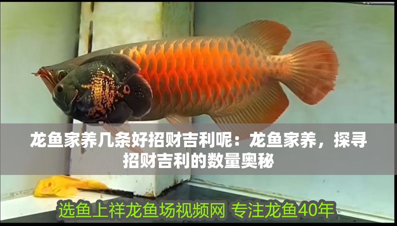 龍魚家養(yǎng)幾條好招財吉利呢：龍魚家養(yǎng)，探尋招財吉利的數量奧秘