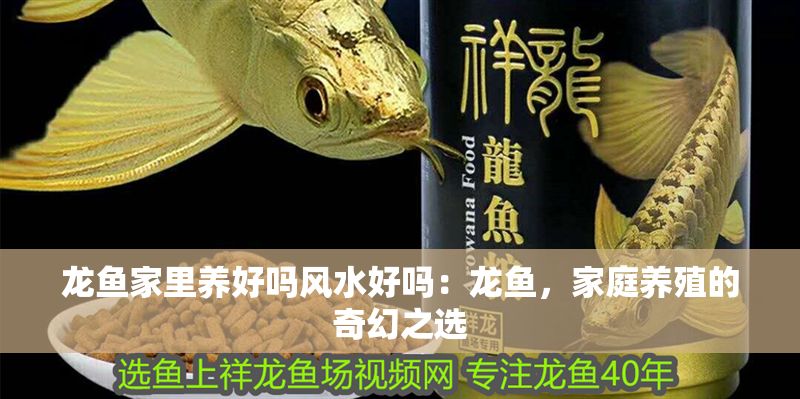 龍魚家里養(yǎng)好嗎風(fēng)水好嗎：龍魚，家庭養(yǎng)殖的奇幻之選