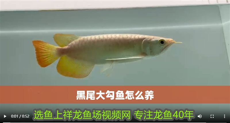 黑尾大勾魚怎么養