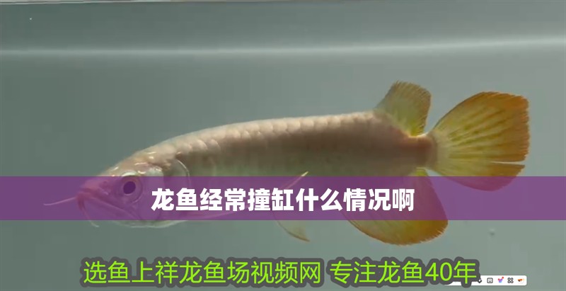 龍魚經常撞缸什么情況啊 龍魚經常撞缸什么情況啊 龍魚百科