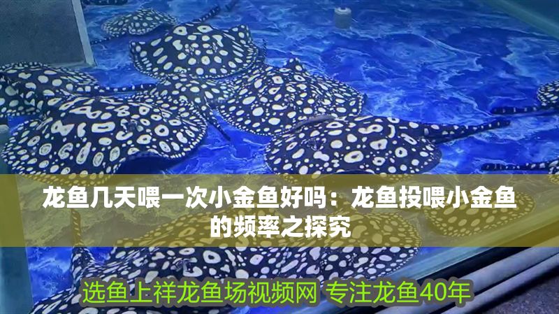 龍魚幾天喂一次小金魚好嗎：龍魚投喂小金魚的頻率之探究