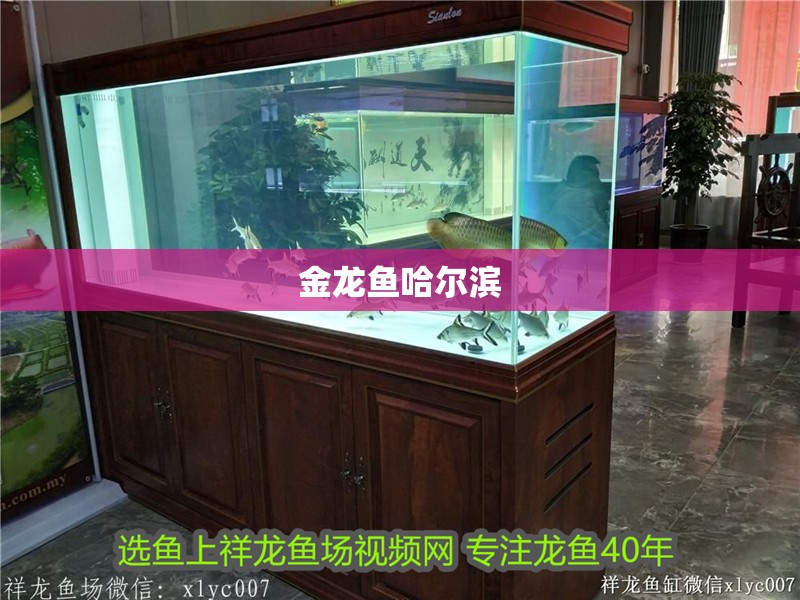 金龍魚哈爾濱 金龍魚哈爾濱 龍魚百科