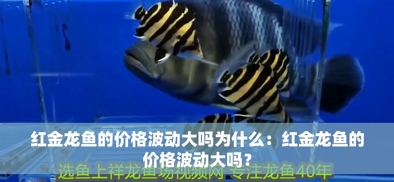 紅金龍魚的價格波動大嗎為什么：紅金龍魚的價格波動大嗎？