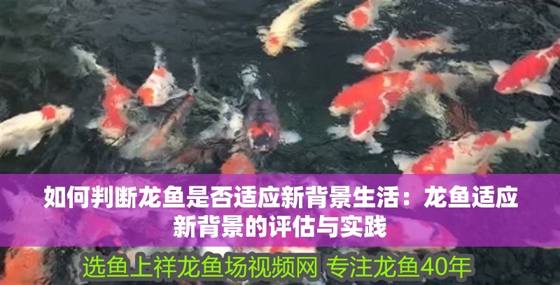 如何判斷龍魚是否適應新背景生活：龍魚適應新背景的評估與實踐