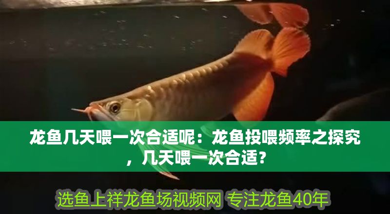 龍魚幾天喂一次合適呢：龍魚投喂頻率之探究，幾天喂一次合適？