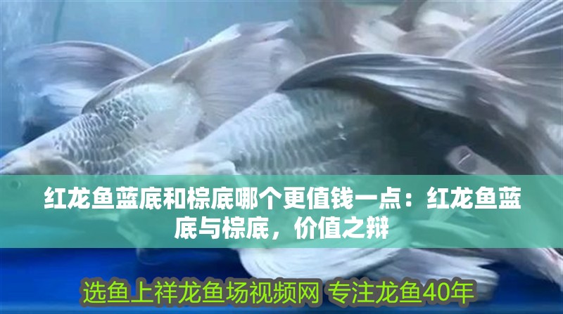 紅龍魚藍(lán)底和棕底哪個(gè)更值錢一點(diǎn)：紅龍魚藍(lán)底與棕底，價(jià)值之辯