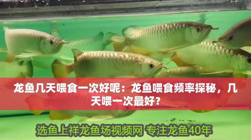 龍魚幾天喂食一次好呢：龍魚喂食頻率探秘，幾天喂一次最好？