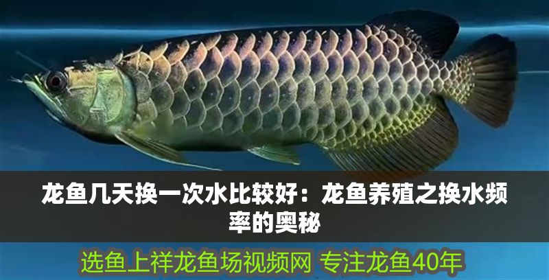 龍魚幾天換一次水比較好：龍魚養殖之換水頻率的奧秘
