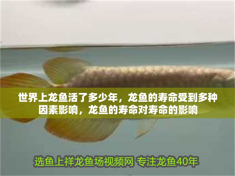 世界上龍魚活了多少年，龍魚的壽命受到多種因素影響，龍魚的壽命對壽命的影響