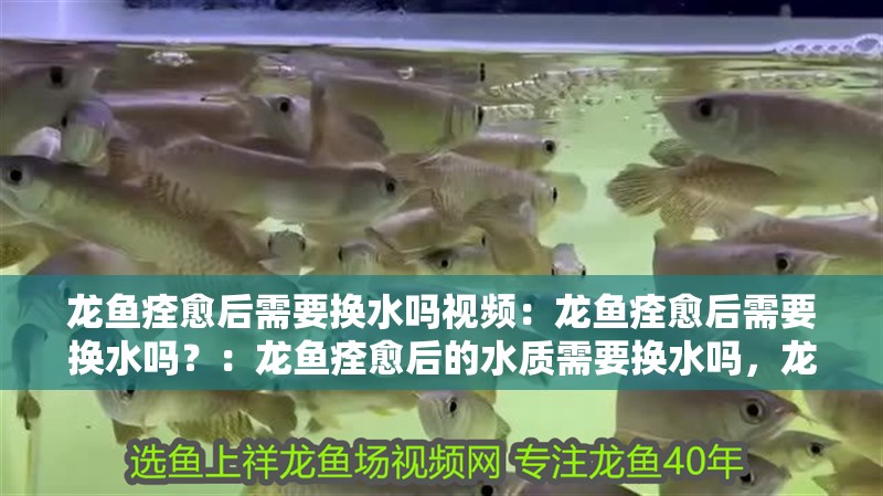 龍魚痊愈后需要換水嗎視頻：龍魚痊愈后需要換水嗎？：龍魚痊愈后的水質需要換水嗎，龍魚痊愈后需要換水嗎