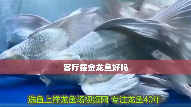 客廳擺金龍魚好嗎