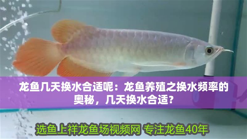 龍魚幾天換水合適呢：龍魚養殖之換水頻率的奧秘，幾天換水合適？