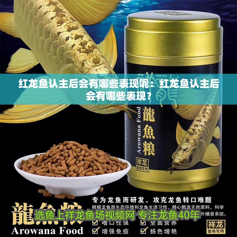 紅龍魚認(rèn)主后會(huì)有哪些表現(xiàn)呢：紅龍魚認(rèn)主后會(huì)有哪些表現(xiàn)？