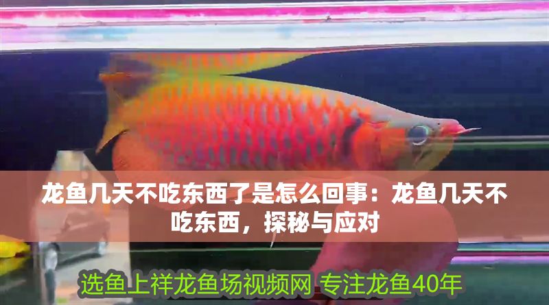 龍魚幾天不吃東西了是怎么回事：龍魚幾天不吃東西，探秘與應(yīng)對