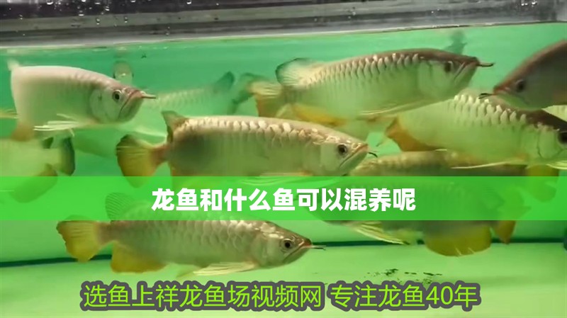 龍魚和什么魚可以混養呢