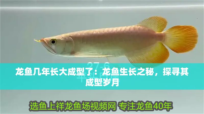 龍魚幾年長大成型了：龍魚生長之秘，探尋其成型歲月