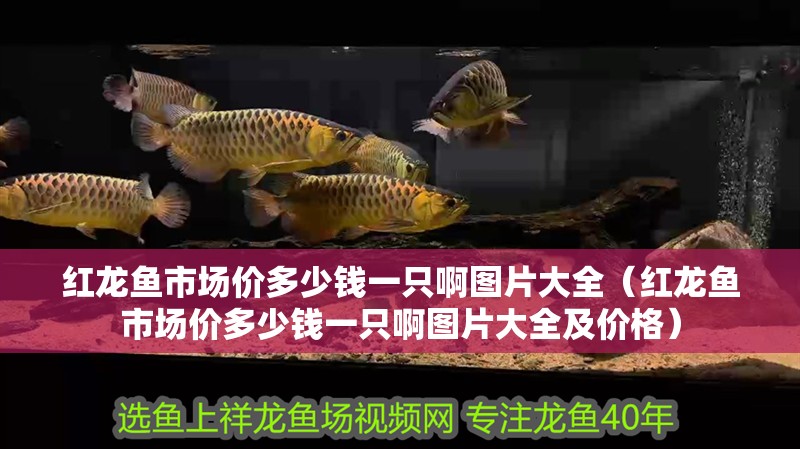 紅龍魚市場價多少錢一只啊圖片大全（紅龍魚市場價多少錢一只啊圖片大全及價格）
