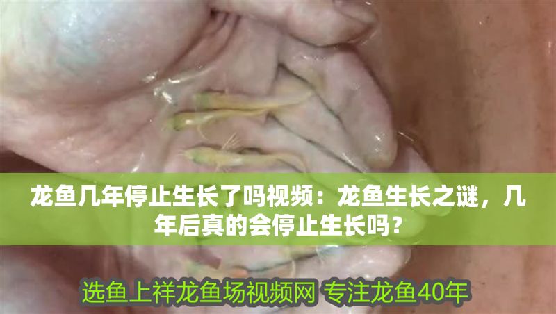 龍魚幾年停止生長了嗎視頻：龍魚生長之謎，幾年后真的會停止生長嗎？