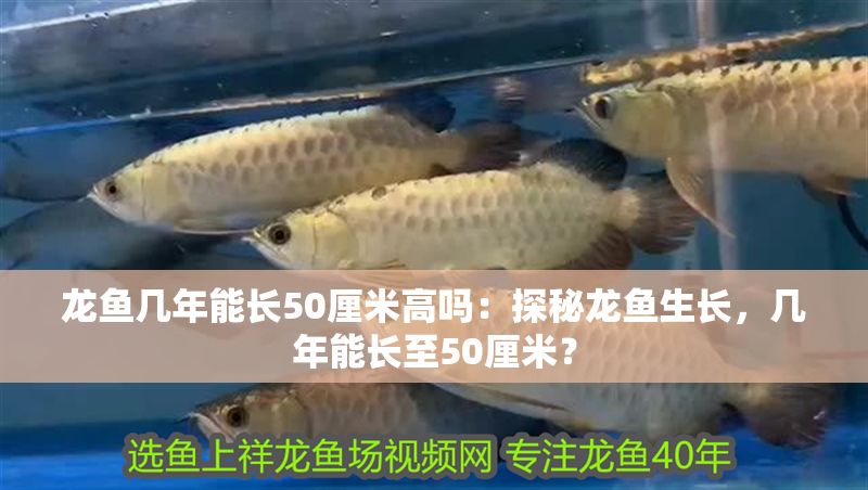 龍魚幾年能長50厘米高嗎：探秘龍魚生長，幾年能長至50厘米？