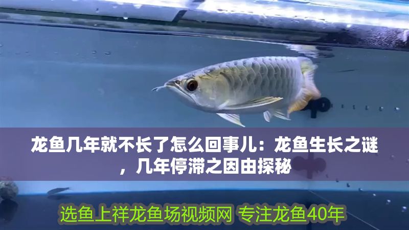 龍魚幾年就不長了怎么回事兒：龍魚生長之謎，幾年停滯之因由探秘