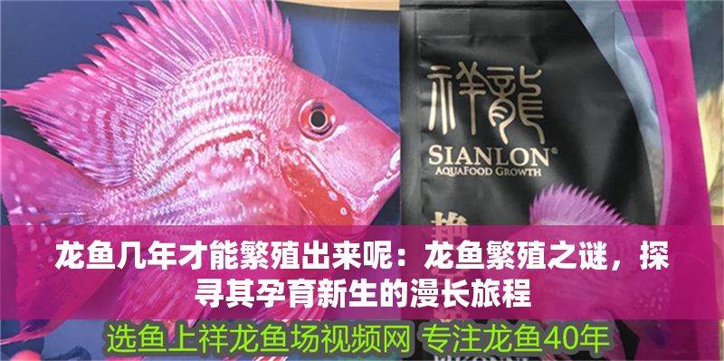 龍魚幾年才能繁殖出來呢：龍魚繁殖之謎，探尋其孕育新生的漫長旅程
