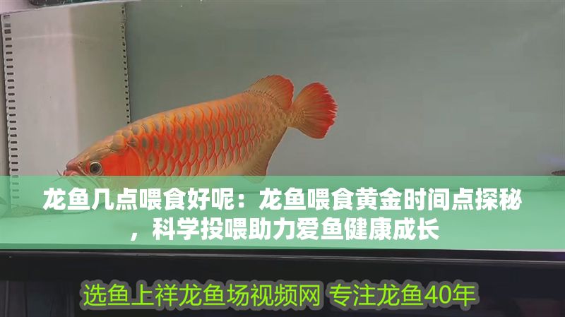 龍魚幾點喂食好呢：龍魚喂食黃金時間點探秘，科學投喂助力愛魚健康成長