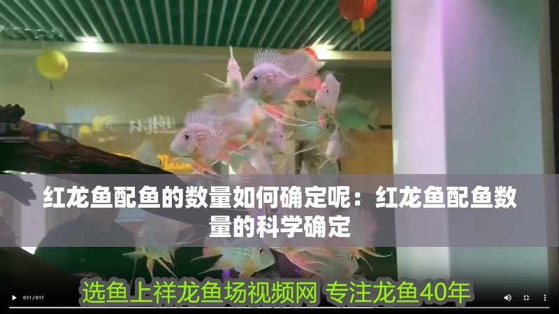 紅龍魚配魚的數量如何確定呢：紅龍魚配魚數量的科學確定