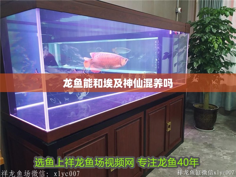 龍魚能和埃及神仙混養嗎