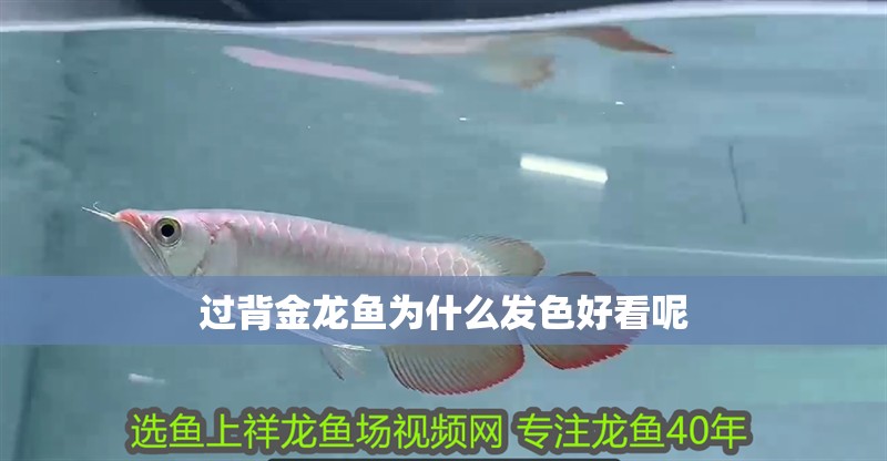 紅龍魚最高可接受多少溫度（紅龍魚最高可接受的水溫在24-29攝氏度之間） 紅龍魚最高可接受多少溫度（紅龍魚最高可接受的水溫在24-29攝氏度之間） 龍魚百科