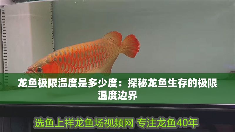 龍魚極限溫度是多少度：探秘龍魚生存的極限溫度邊界