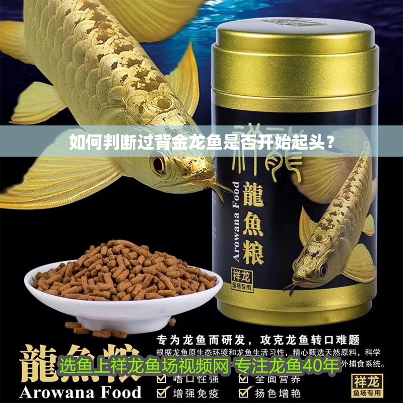 如何判斷過背金龍魚是否開始起頭？