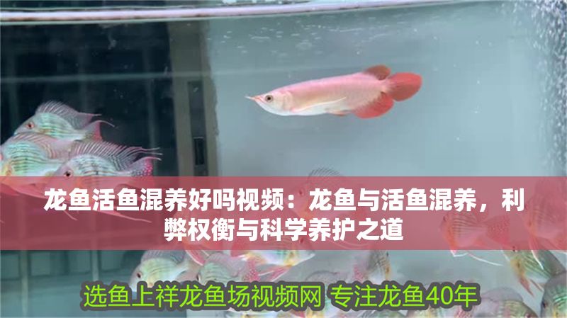 龍魚活魚混養(yǎng)好嗎視頻：龍魚與活魚混養(yǎng)，利弊權(quán)衡與科學(xué)養(yǎng)護(hù)之道