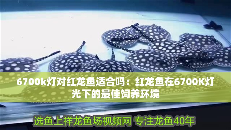 6700k燈對紅龍魚適合嗎：紅龍魚在6700K燈光下的最佳飼養環境
