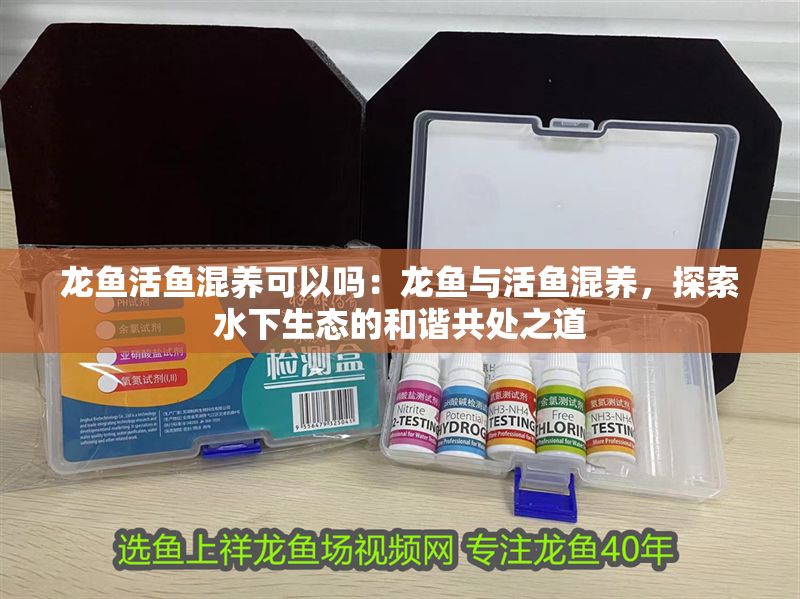 龍魚活魚混養(yǎng)可以嗎：龍魚與活魚混養(yǎng)，探索水下生態(tài)的和諧共處之道