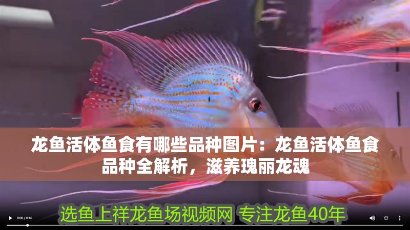 龍魚活體魚食有哪些品種圖片：龍魚活體魚食品種全解析，滋養瑰麗龍魂