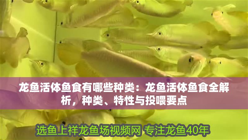 龍魚活體魚食有哪些種類：龍魚活體魚食全解析，種類、特性與投喂要點