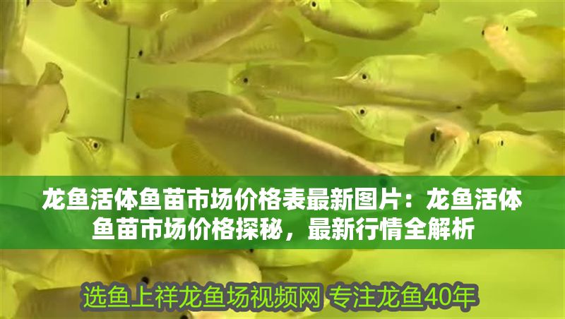 龍魚活體魚苗市場價格表最新圖片：龍魚活體魚苗市場價格探秘，最新行情全解析