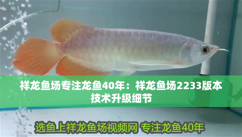 祥龍魚(yú)場(chǎng)專(zhuān)注龍魚(yú)40年：祥龍魚(yú)場(chǎng)2233版本技術(shù)升級(jí)細(xì)節(jié)