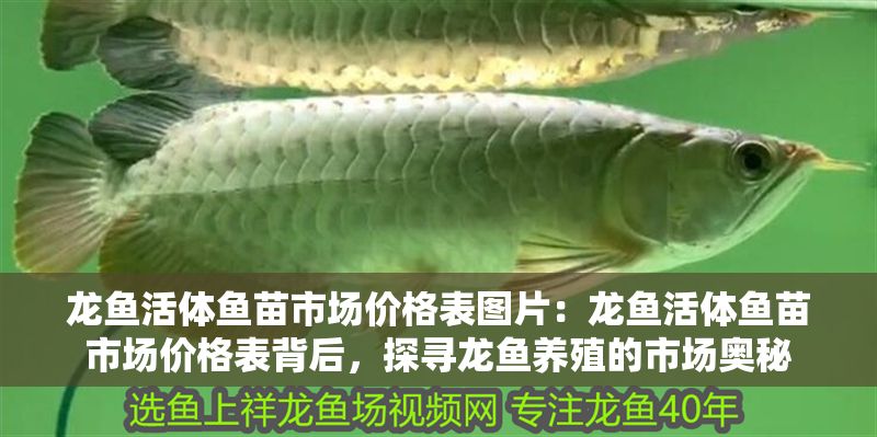 龍魚活體魚苗市場價格表圖片：龍魚活體魚苗市場價格表背后，探尋龍魚養殖的市場奧秘