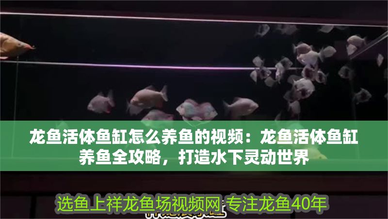 龍魚活體魚缸怎么養(yǎng)魚的視頻：龍魚活體魚缸養(yǎng)魚全攻略，打造水下靈動(dòng)世界