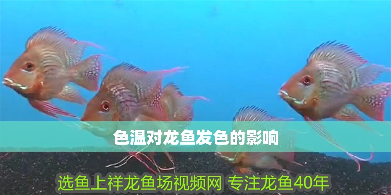 色溫對龍魚發色的影響 色溫對龍魚發色的影響 龍魚百科