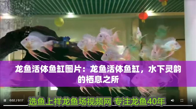 龍魚活體魚缸圖片：龍魚活體魚缸，水下靈韻的棲息之所