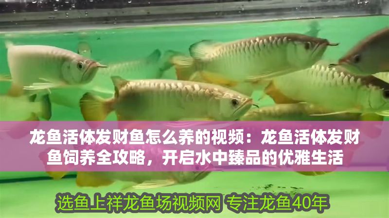 龍魚活體發財魚怎么養的視頻：龍魚活體發財魚飼養全攻略，開啟水中臻品的優雅生活