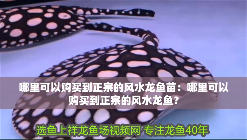 哪里可以購買到正宗的風水龍魚苗：哪里可以購買到正宗的風水龍魚？