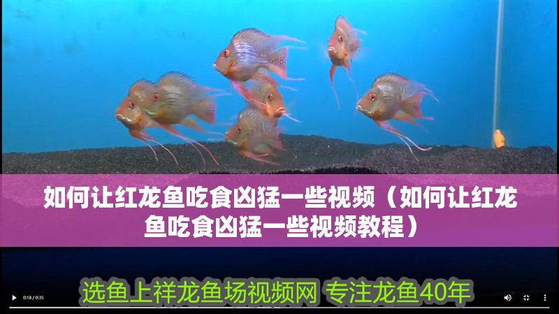 如何讓紅龍魚吃食兇猛一些視頻（如何讓紅龍魚吃食兇猛一些視頻教程）