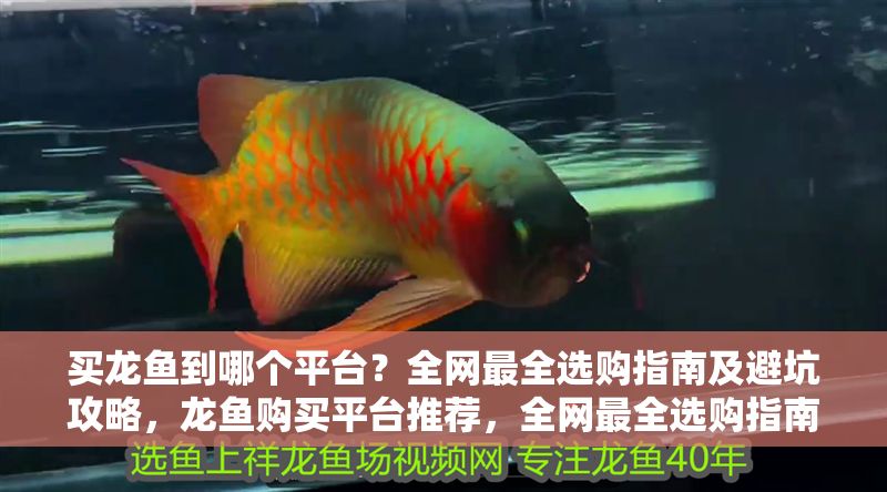 買龍魚到哪個平臺？全網最全選購指南及避坑攻略，龍魚購買平臺推薦，全網最全選購指南與避坑攻略