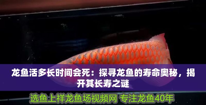 龍魚活多長時間會死：探尋龍魚的壽命奧秘，揭開其長壽之謎