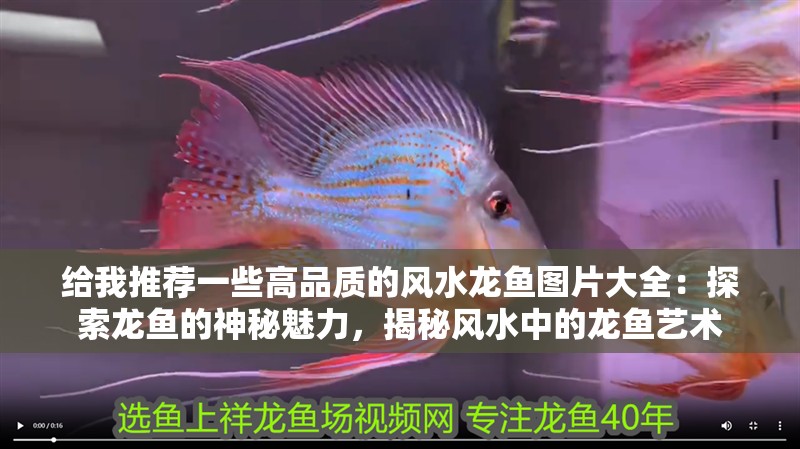 給我推薦一些高品質的風水龍魚圖片大全：探索龍魚的神秘魅力，揭秘風水中的龍魚藝術